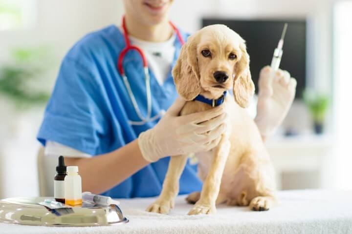 Veteriner Kliniklerinde İlaç Saklama Koşulları Nelerdir